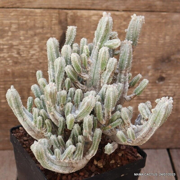 ASTROPHYTUM TULENSE CV. HUBUKI