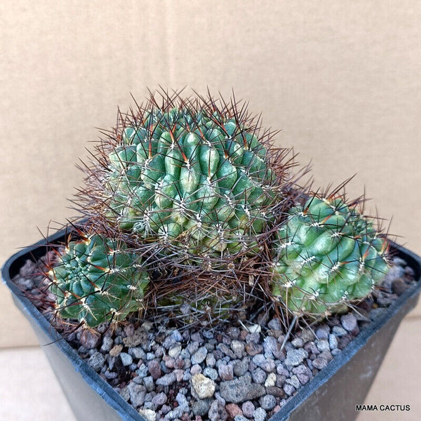 SULCOREBUTIA TOTORENSIS