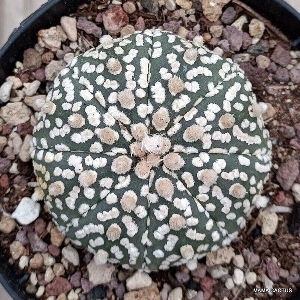 ASTROPHYTUM SUPER KABUTO