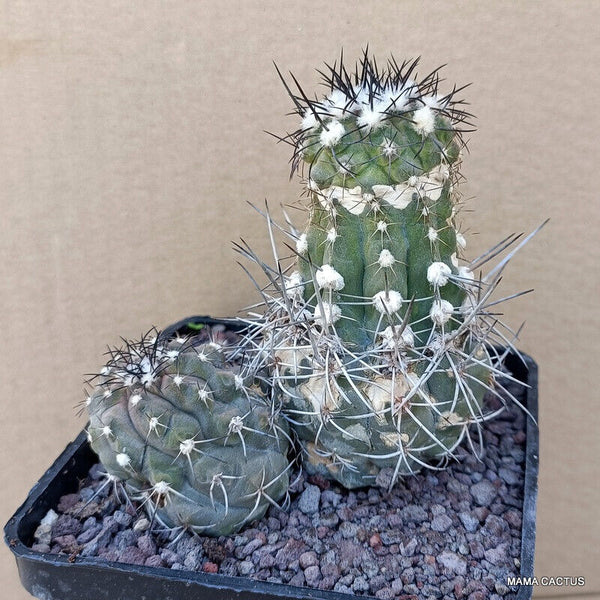 COPIAPOA HUMILIS