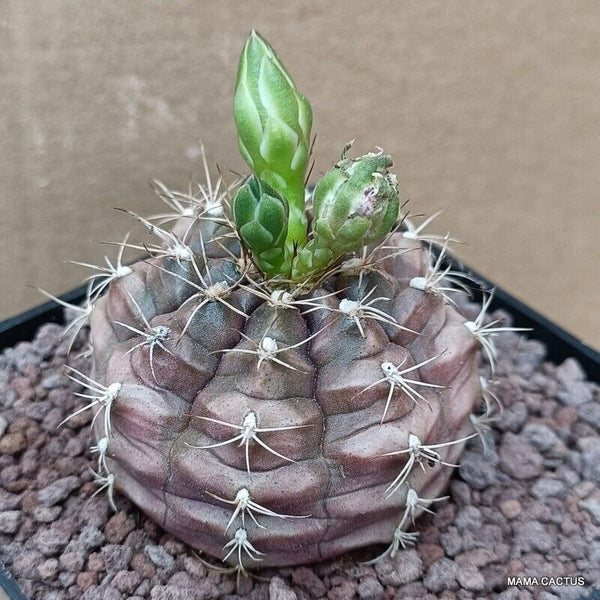 GYMNOCALYCIUM MIHANOVICHII