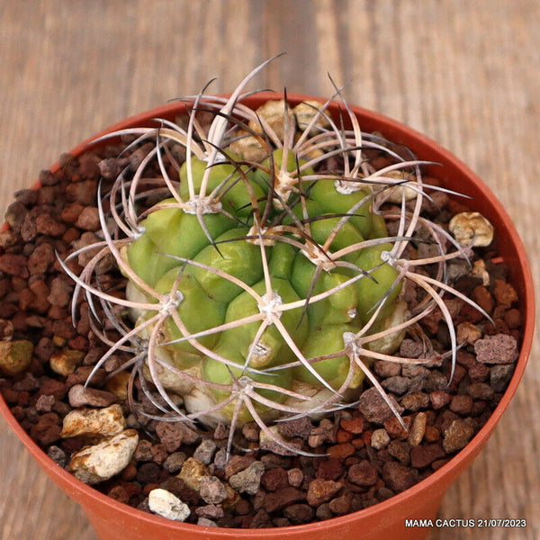 GYMNOCALYCIUM ZEGARRAE