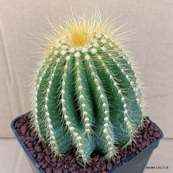 NOTOCACTUS MAGNIFICUS