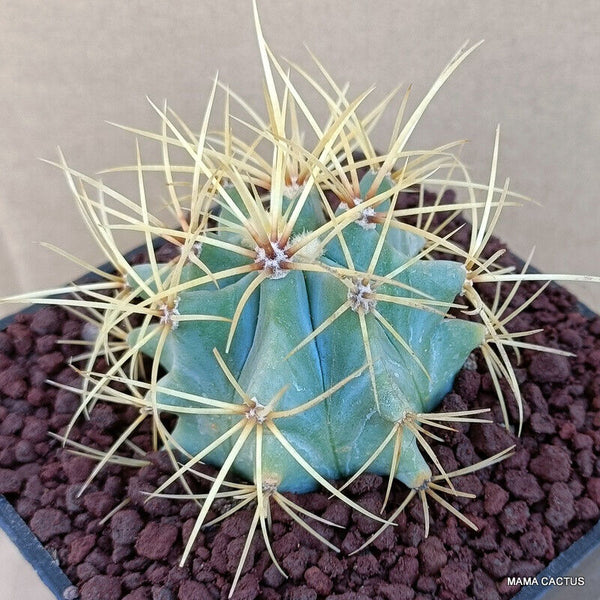 FEROCACTUS GLAUCESCENS