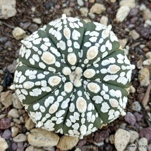 ASTROPHYTUM SUPER KABUTO