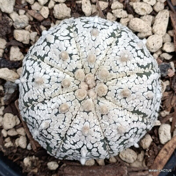 ASTROPHYTUM SUPER KABUTO SNOW