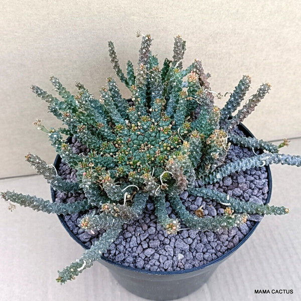 EUPHORBIA GORGONIS