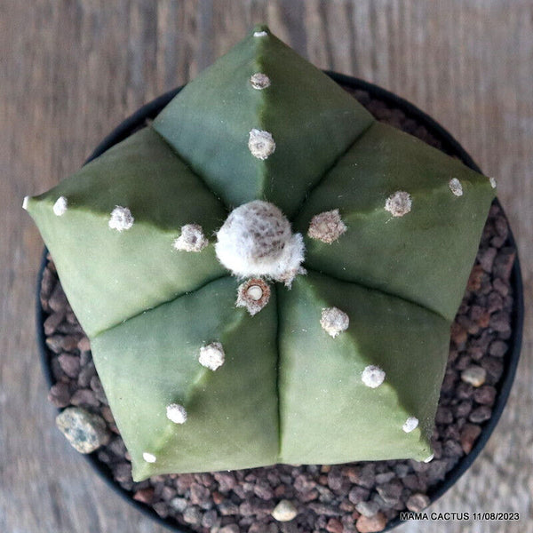 ASTROPHYTUM MYRIOSTIGMA KIKKO