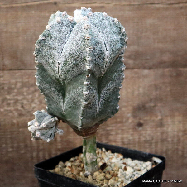 ASTROPHYTUM MYRIOSTIGMA GRAFTED