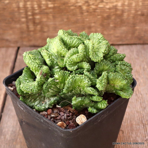EUPHORBIA ENOPLA CRESTED