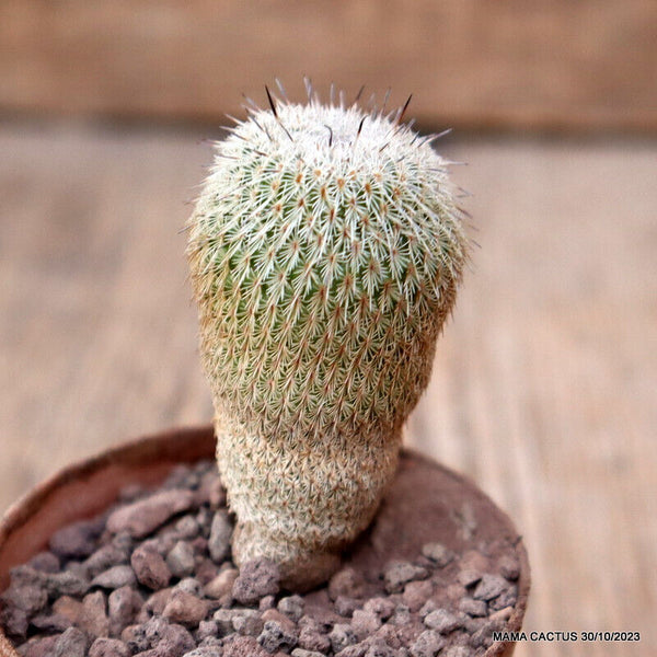EPITHELANTHA UNGUISPINA