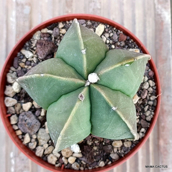 ASTROPHYTUM MYRIOSTIGMA NUDUM