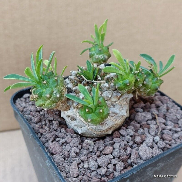 EUPHORBIA JAPONICA COMPACT FORM