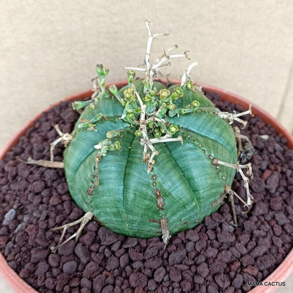 EUPHORBIA VALIDA OLD