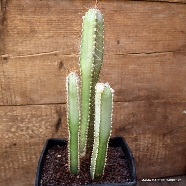 CEREUS AZUREUS
