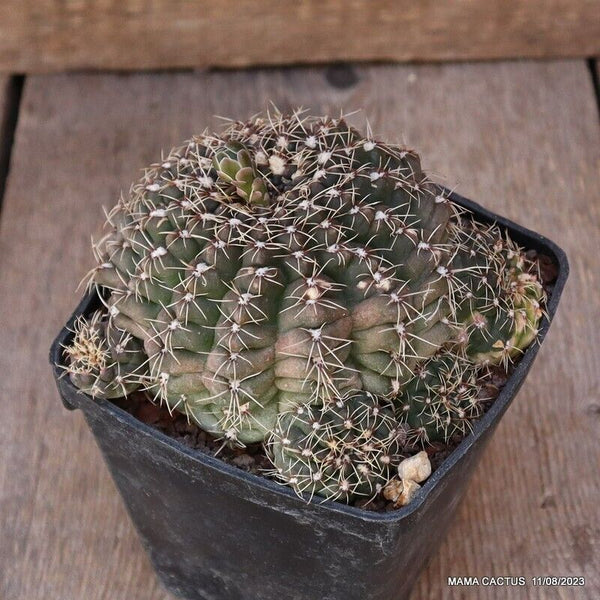 GYMNOCALYCIUM BALDIANUM