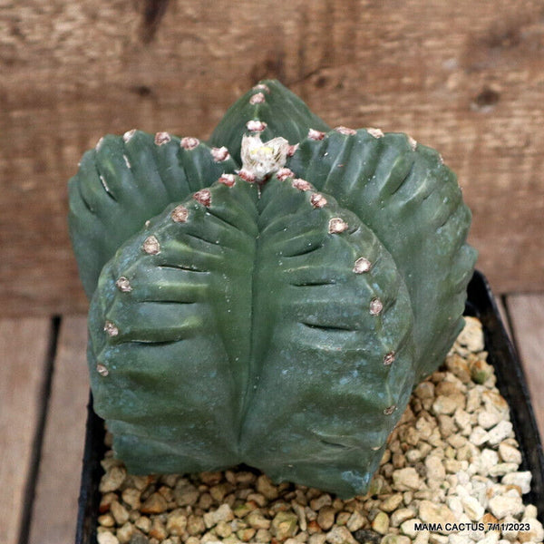 ASTROPHYTUM MYRIOSTIGMA KIKKO GRAFTED