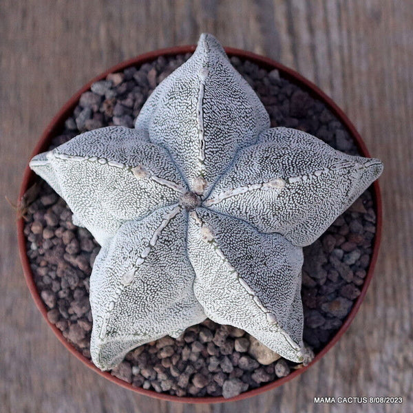 ASTROPHYTUM MYRIOSTIGMA ONZUKA