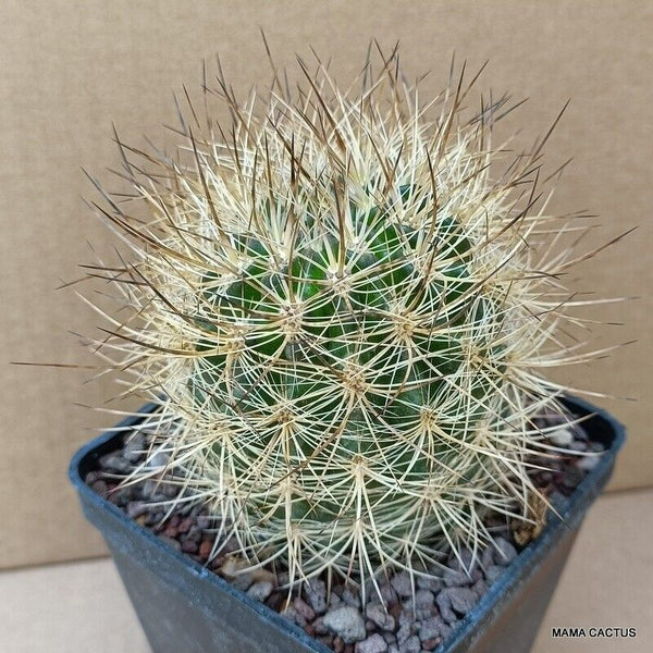 NEOPORTERIA HYBRID