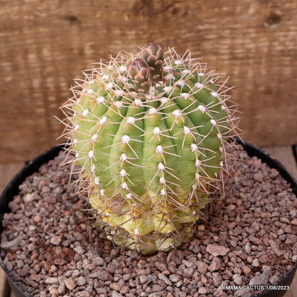 GYMNOCALYCIUM TILLIANUM