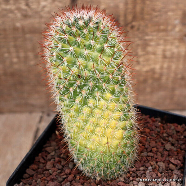 MAMMILLARIA SPINOSISSIMA VARIEGATED