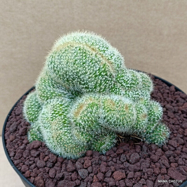 NOTOCACTUS LENINGHAUSII CRESTED