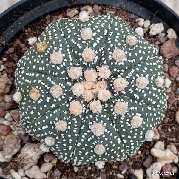 ASTROPHYTUM SUPER KABUTO