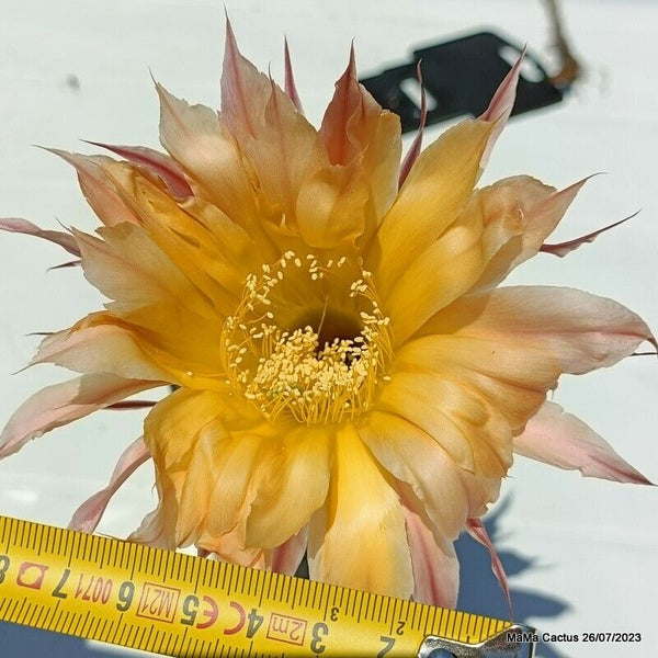 Flower  MaMa Cactus