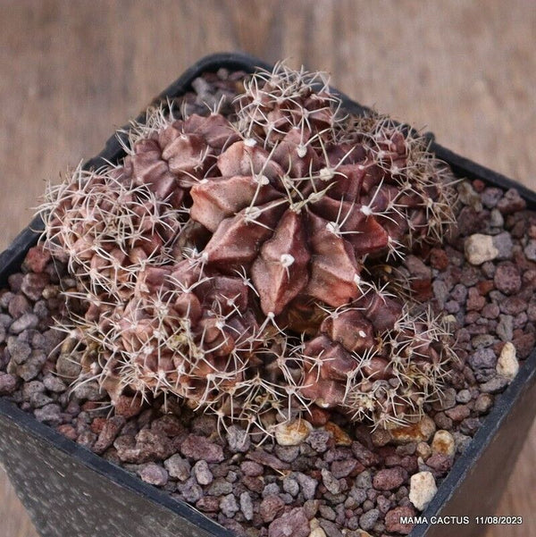GYMNOCALYCIUM MIHANOVICHII PROLIFICO