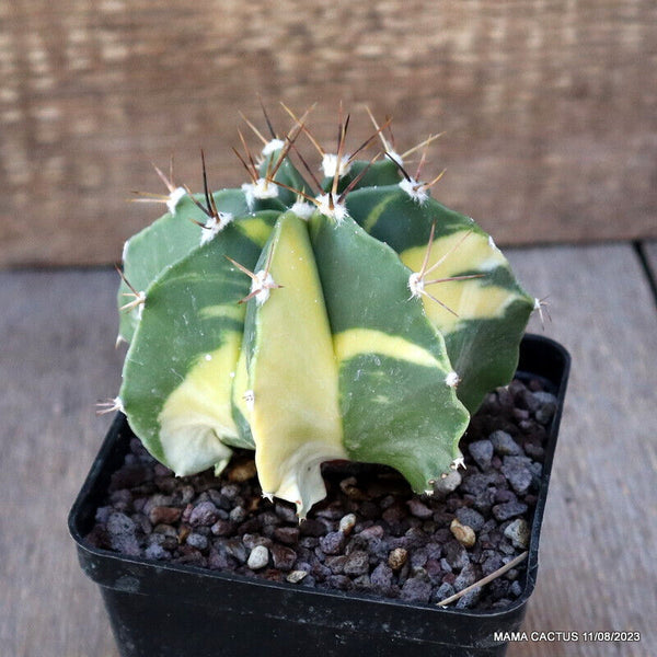 ASTROPHYTUM ORNATUM VARIEGATED