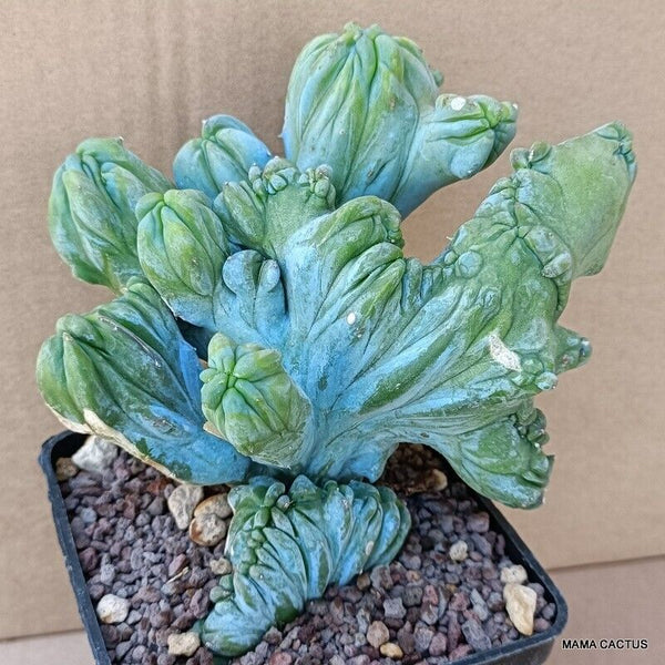 MYRTILLOCACTUS GEOMETRIZANS CRESTED