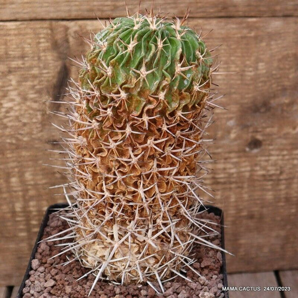 ECHINOFOSSULOCACTUS LAMELLOSUS OLD