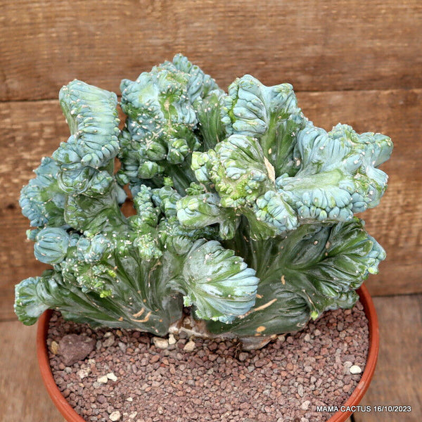 MYRTILLOCACTUS GEOMETRIZANS CRESTED STRICTUS