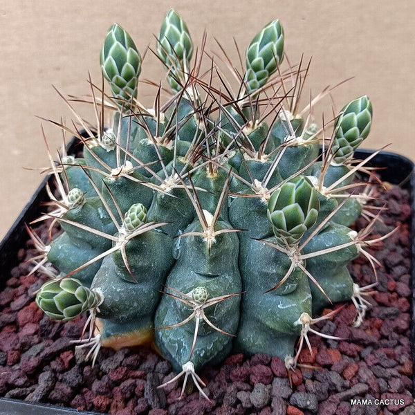 GYMNOCALYCIUM SCHICKENDANTZII
