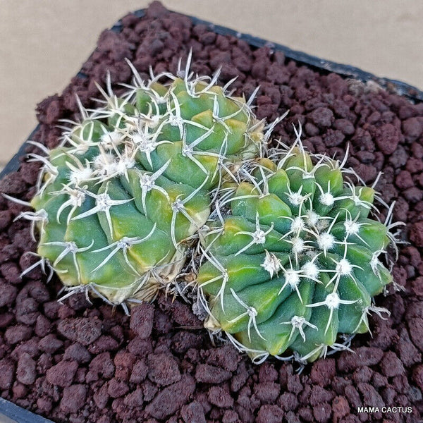 NOTOCACTUS SESSILIFLORUS