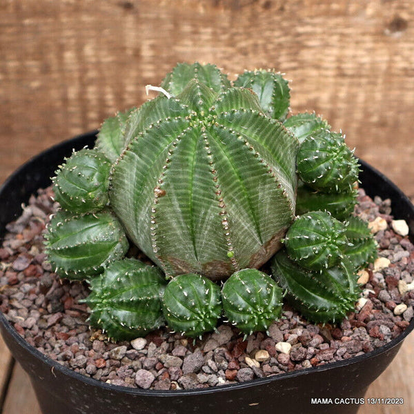 EUPHORBIA OBESA PROLIFICA