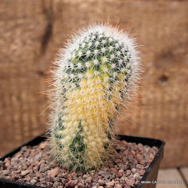 MAMMILLARIA SPINOSISSIMA VARIEGATED