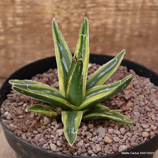 AGAVE REGINAE VICTORIAE VARIEGATED