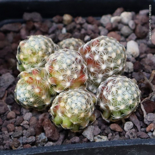 MAMMILLARIA SABOAE MULTIHEADS