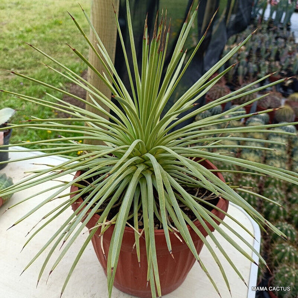 AGAVE STRICTA NANA