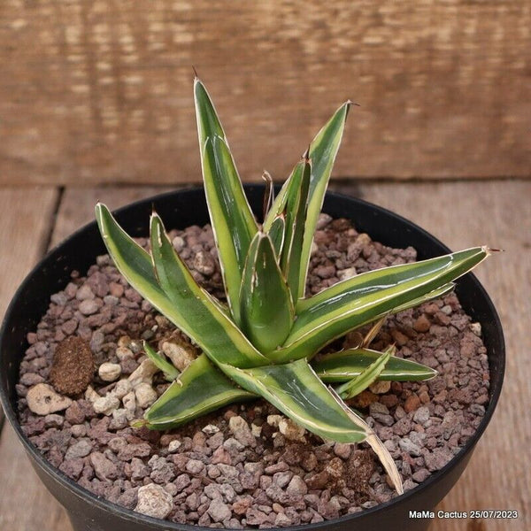 AGAVE REGINAE VICTORIAE VARIEGATED