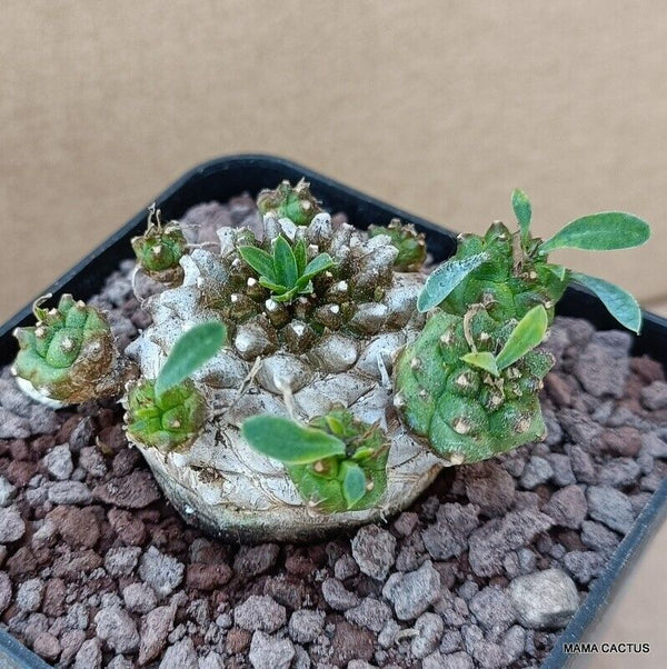 EUPHORBIA JAPONICA COMPACT FORM