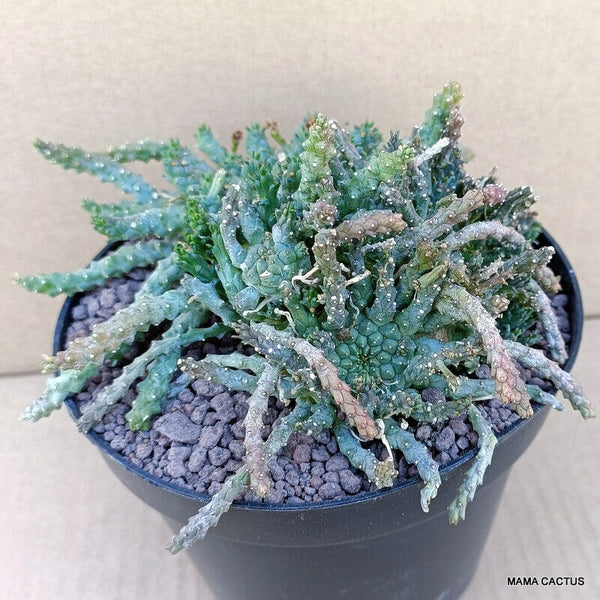 EUPHORBIA GORGONIS MULTIHEADS
