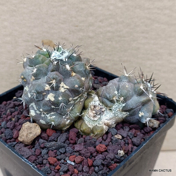 COPIAPOA MOLLICULA