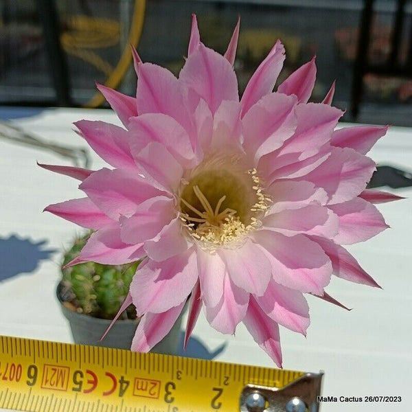 Flower  MaMa Cactus