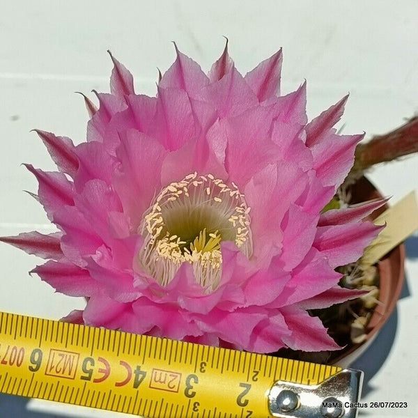 Flower  MaMa Cactus