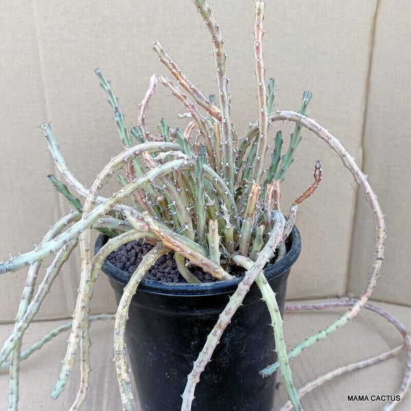 EUPHORBIA KNUTHII