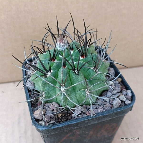 NEOPORTERIA PAUCICOSTATA