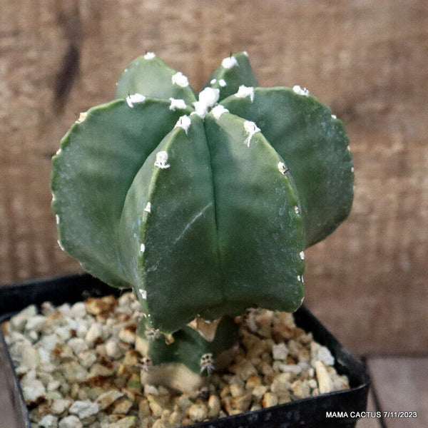 ASTROPHYTUM MYRIOSTIGMA GRAFTED