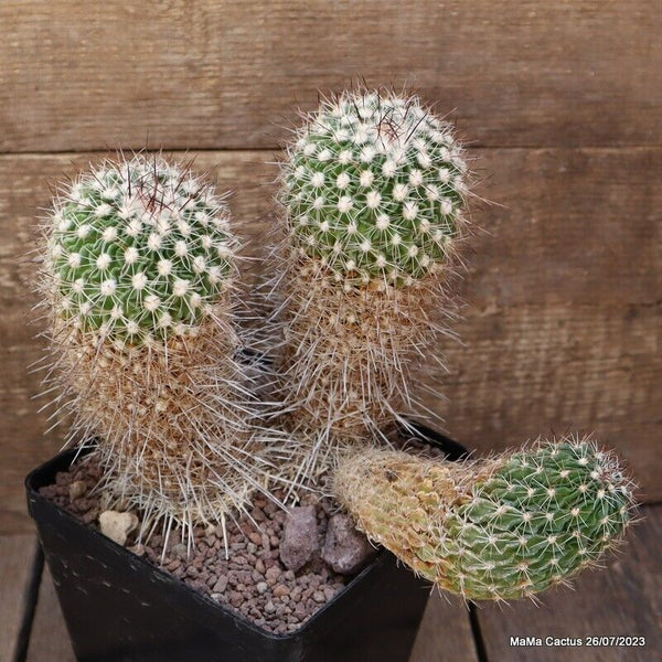 D2064 ECHINOFOSSULOCACTUS ZACATECASENSIS OLD pot14-H20-W23 cm MaMa Cactus